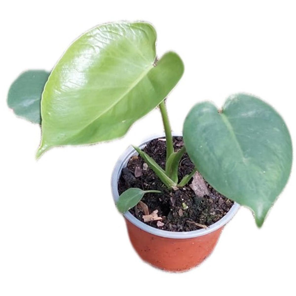 FAMILY GARDEN VIVERO - Monstera Deliciosa 25 cm Natural CT15