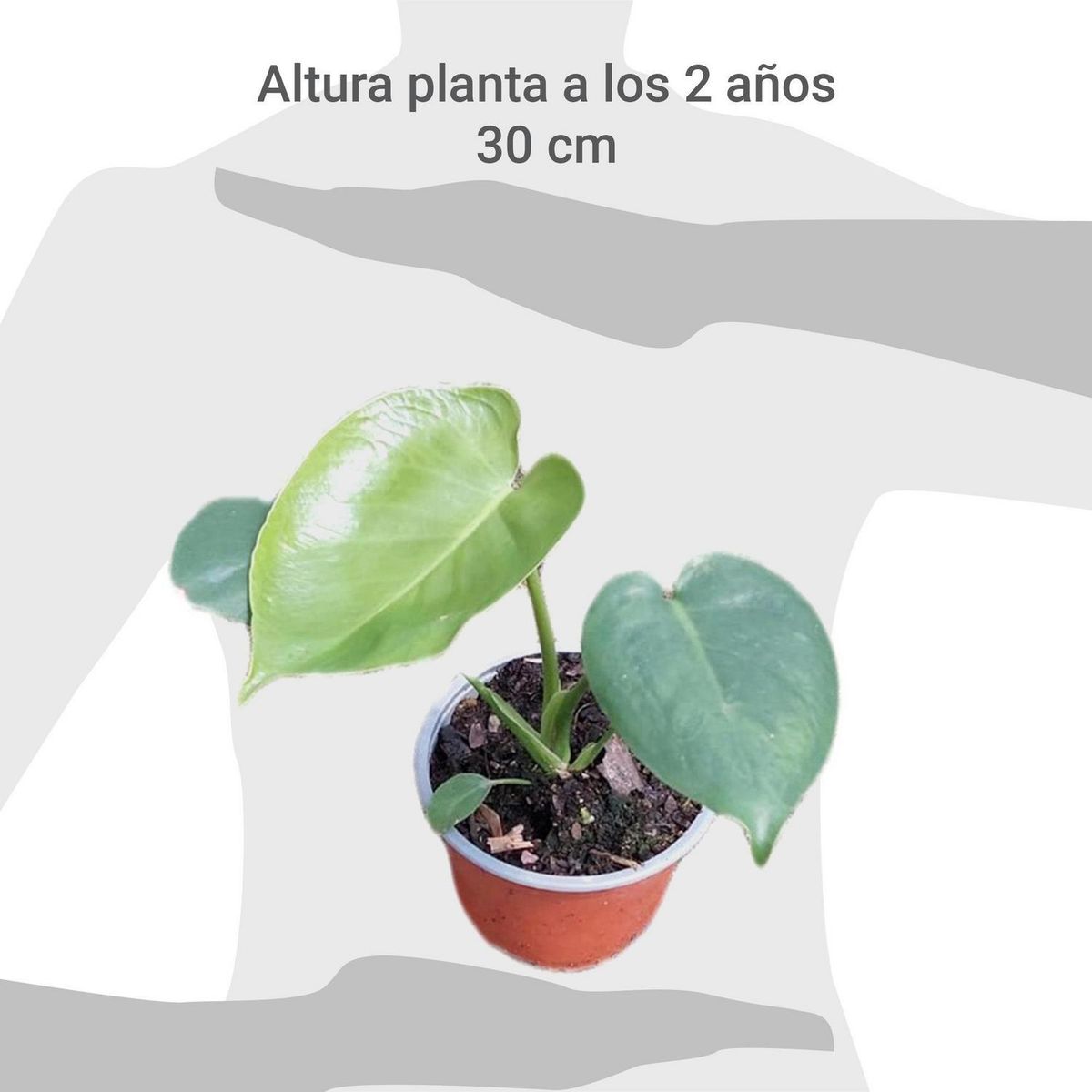 FAMILY GARDEN VIVERO - Monstera Deliciosa 25 cm Natural CT15