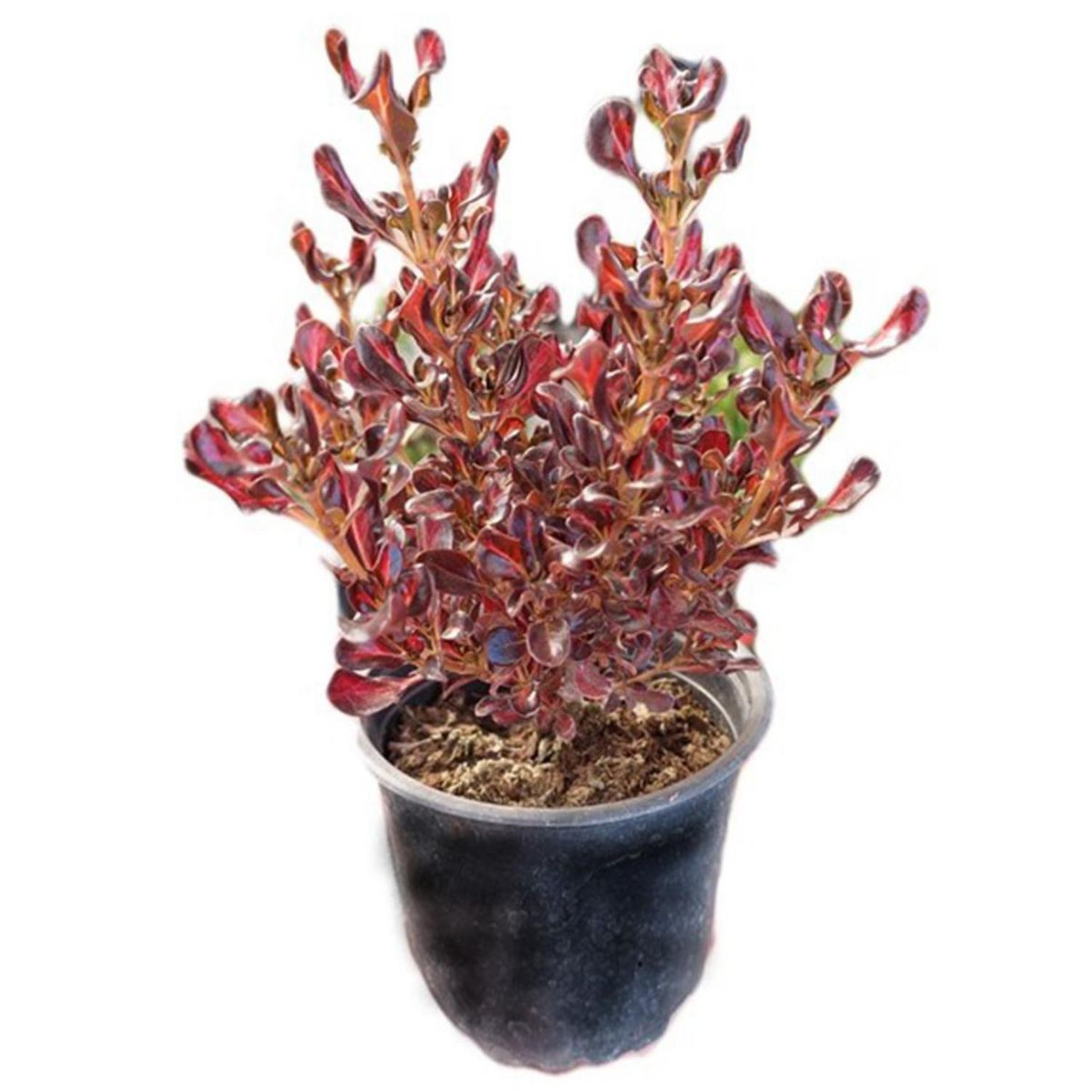FAMILY GARDEN VIVERO - Coprosma Variedades 20 cm Natural CT15
