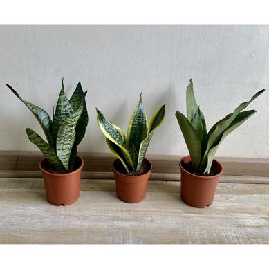 Sansevieria 25 cm Natural CT11
