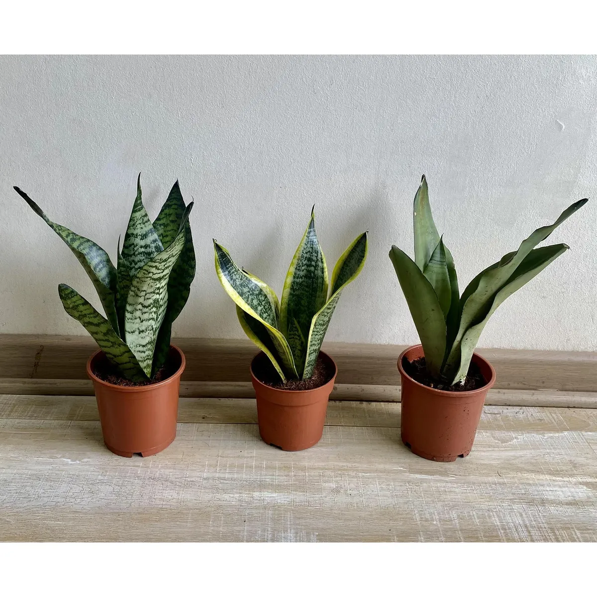 GENERICO - Planta Sansevieria 25 cm Natural CT13