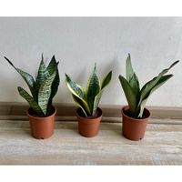 Planta Sansevieria 25 cm Natural CT13