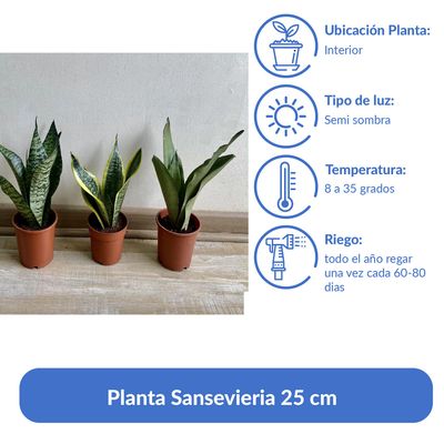 Imagen 2 del producto Planta Sansevieria 25 cm Natural CT13