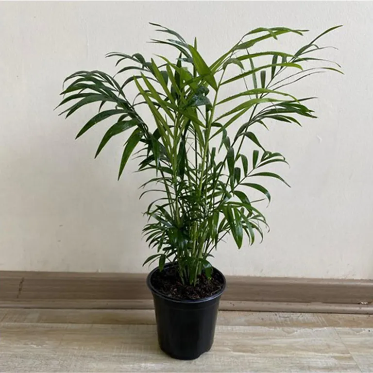 Chamaedorea 30 cm Natural CT11
