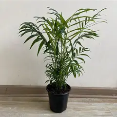 GENERICO - Chamaedorea 40 cm Natural CT15