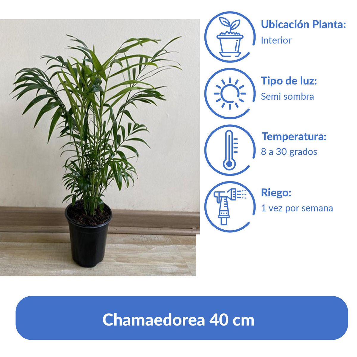 GENERICO - Chamaedorea 30 cm Natural CT11