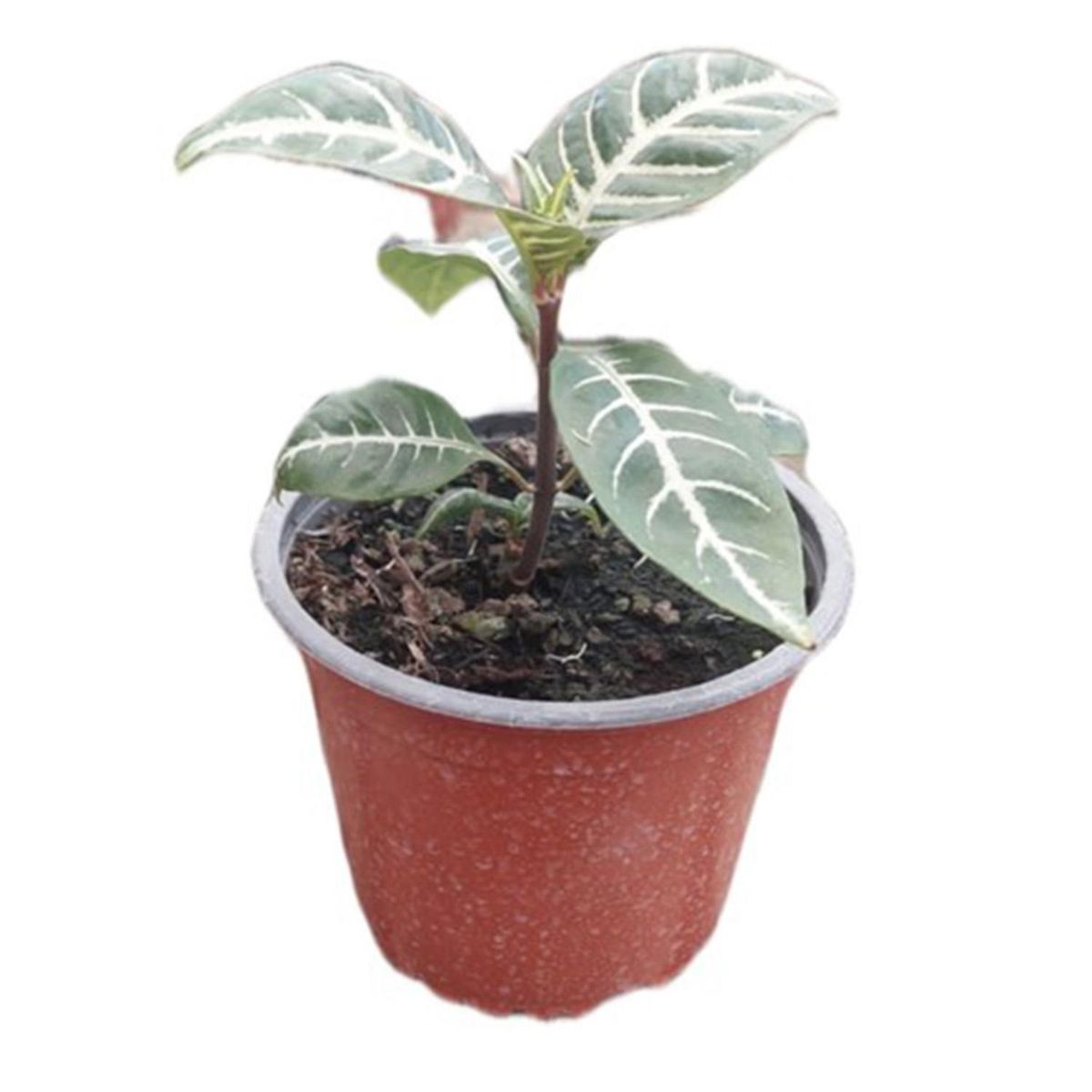 FAMILY GARDEN VIVERO - Aphelandra 10 cm Natural CT13