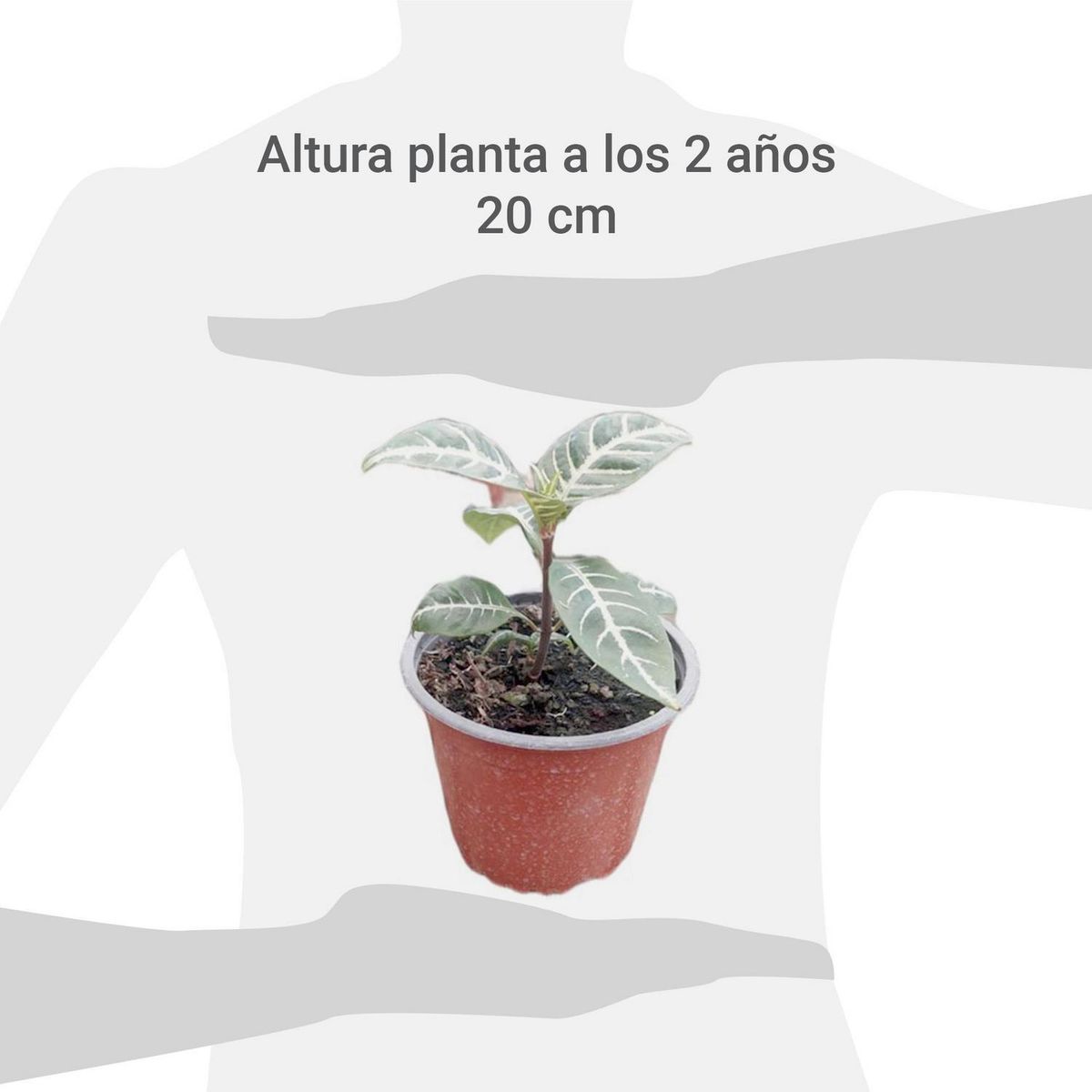 FAMILY GARDEN VIVERO - Aphelandra 10 cm Natural CT13