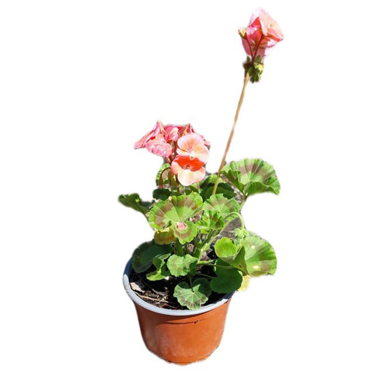 FAMILY GARDEN VIVERO - Cardenal 20 cm Natural CT15