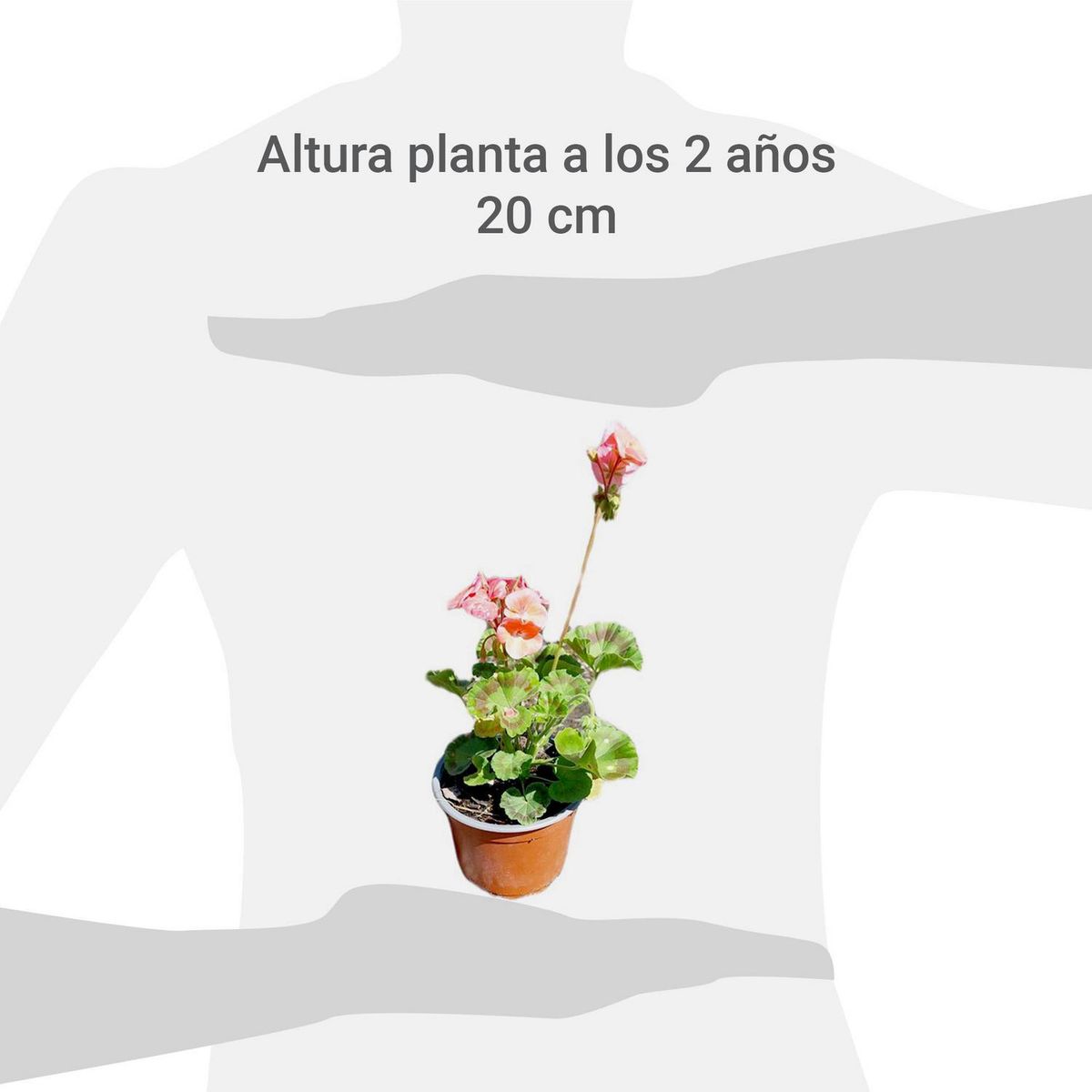 FAMILY GARDEN VIVERO - Cardenal 20 cm Natural CT15