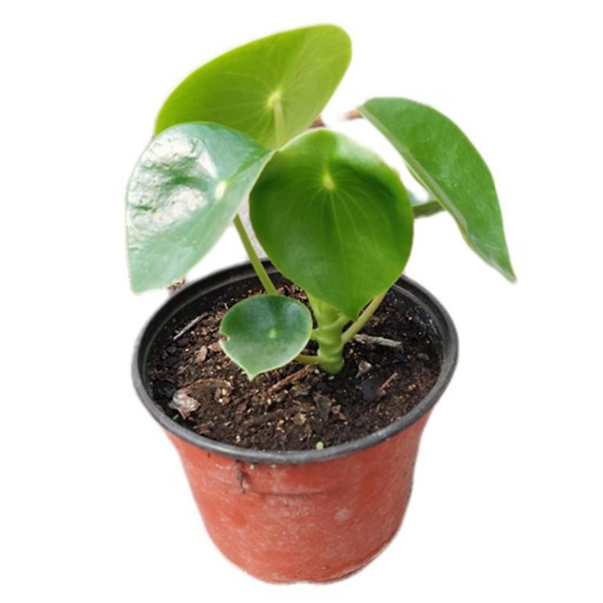 FAMILY GARDEN VIVERO - Cucharita 15 cm Natural CT15