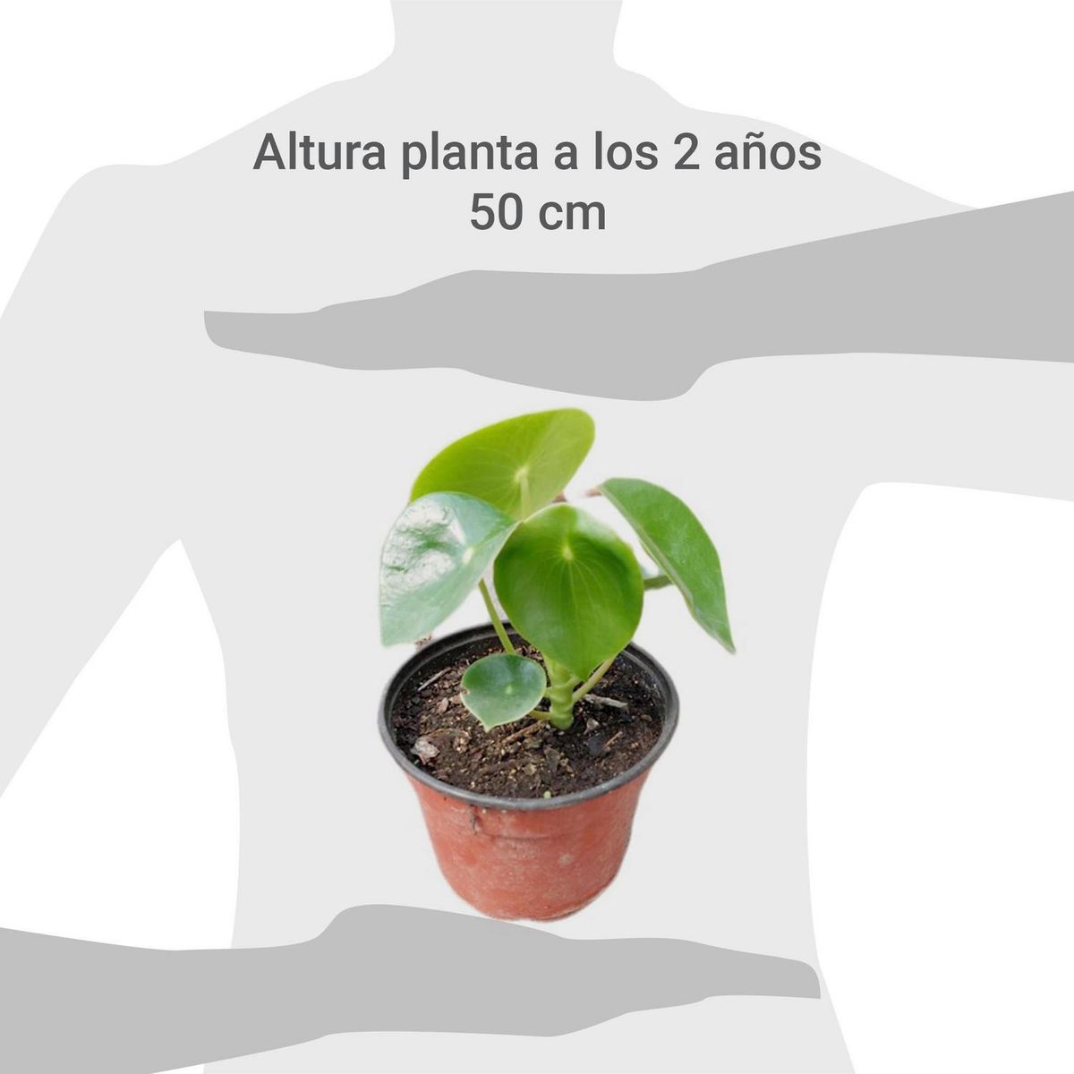 FAMILY GARDEN VIVERO - Cucharita 15 cm Natural CT15