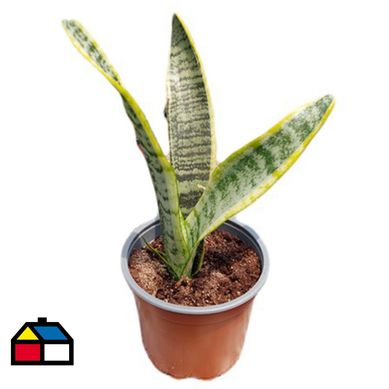 Sanseviera 30 cm CT10
