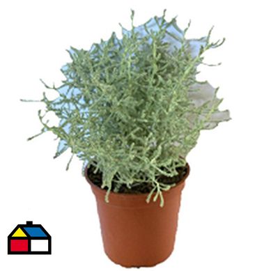 Santolina 15 cm CT13