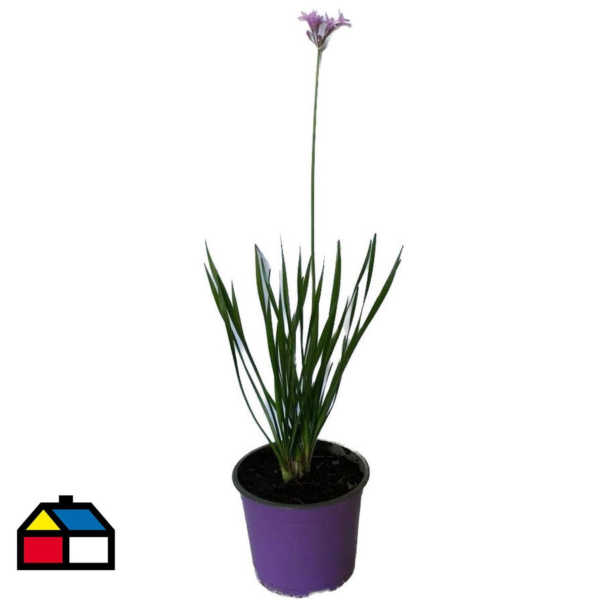 LAS BANDURRIAS - Tulbaghia 25 cm Natural CT17