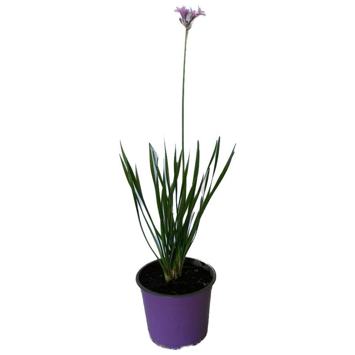 LAS BANDURRIAS - Tulbaghia 25 cm Natural CT17