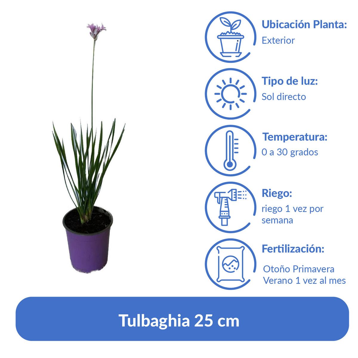 LAS BANDURRIAS - Tulbaghia 25 cm Natural CT17