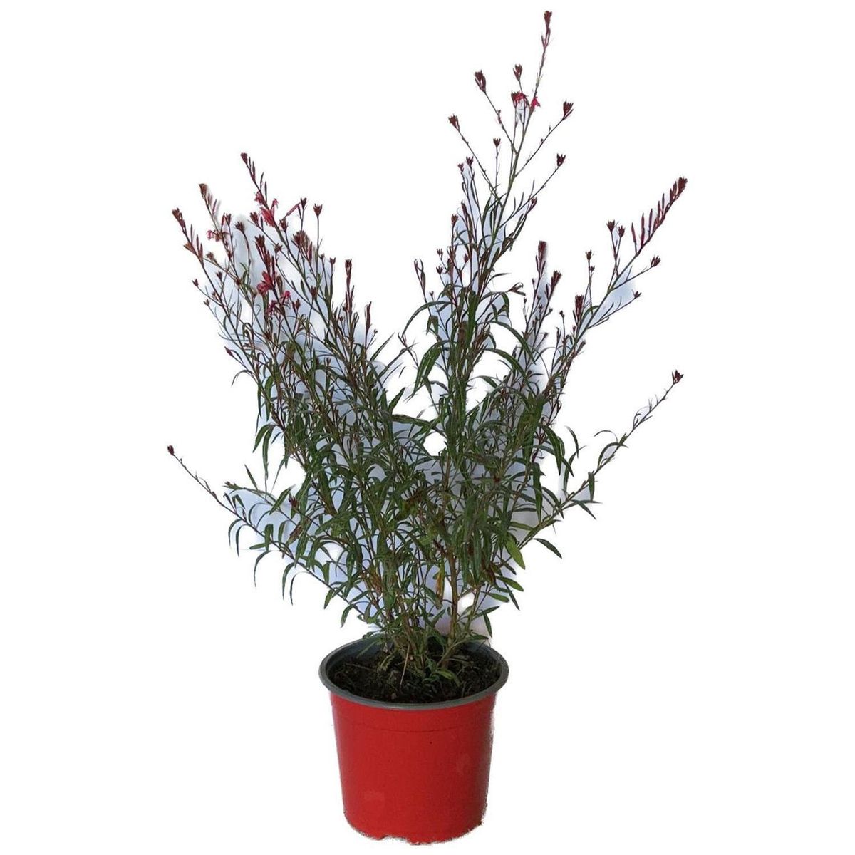 LAS BANDURRIAS - Gaura 40 cm Natural CT17