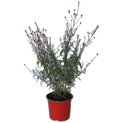 LAS BANDURRIAS - Gaura 40 cm Natural CT17