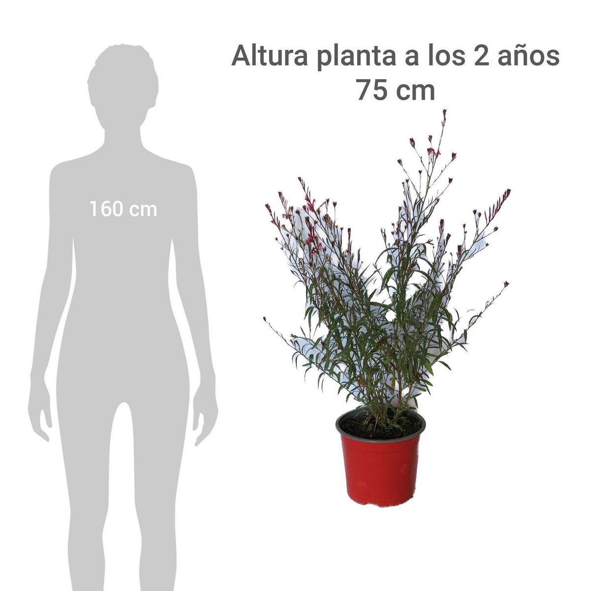 LAS BANDURRIAS - Gaura 40 cm Natural CT17