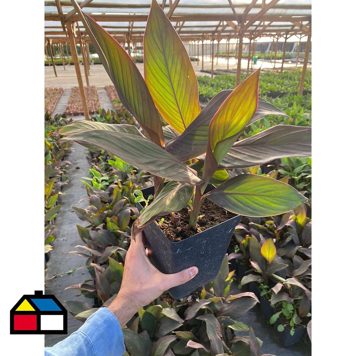 FLORES DE MI TIERRA - Planta Achira Enana 70 cm Natural CT19