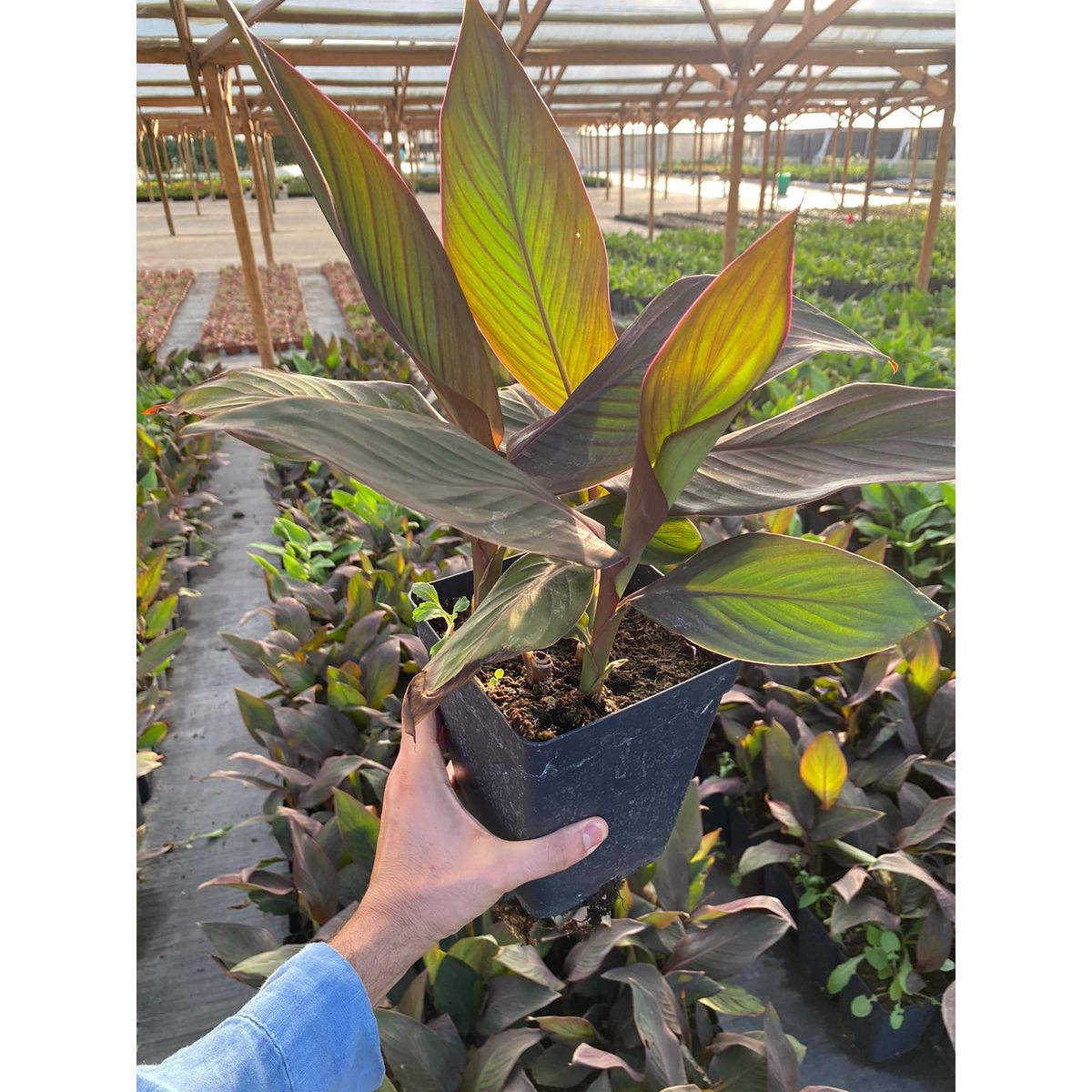 FLORES DE MI TIERRA - Planta Achira Enana 70 cm Natural CT19