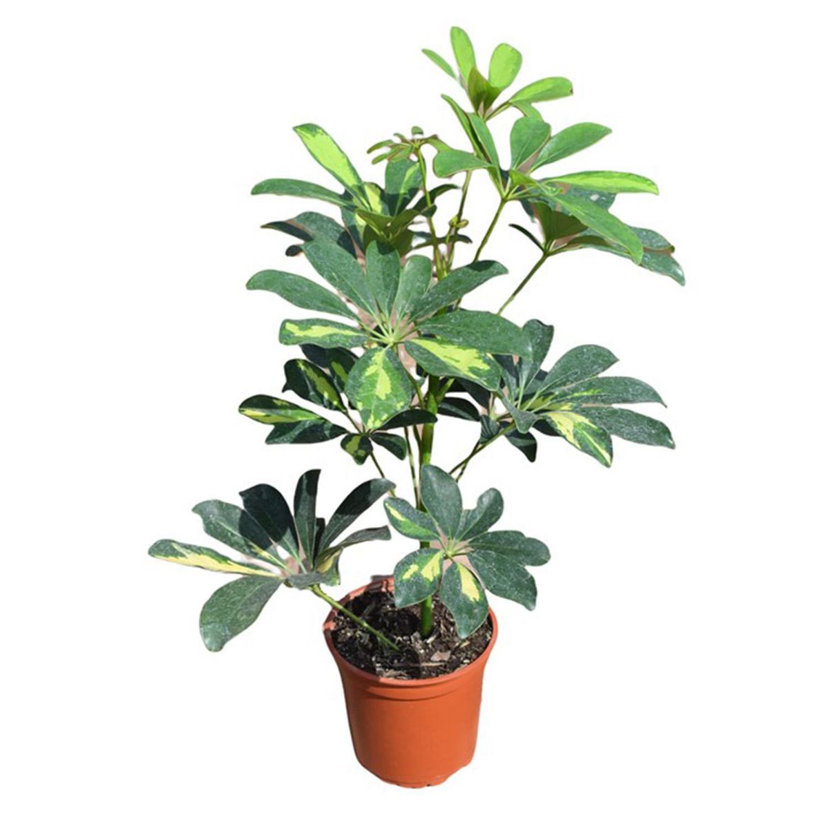 GENERICO - Schefflera 30 cm Natural CT14