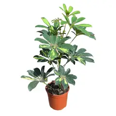 undefined - Schefflera 30 cm Natural CT14
