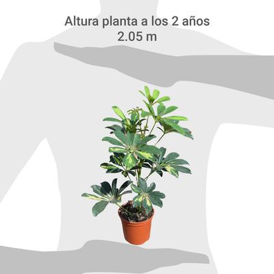 Imagen 2 del producto Schefflera 30 cm Natural CT14