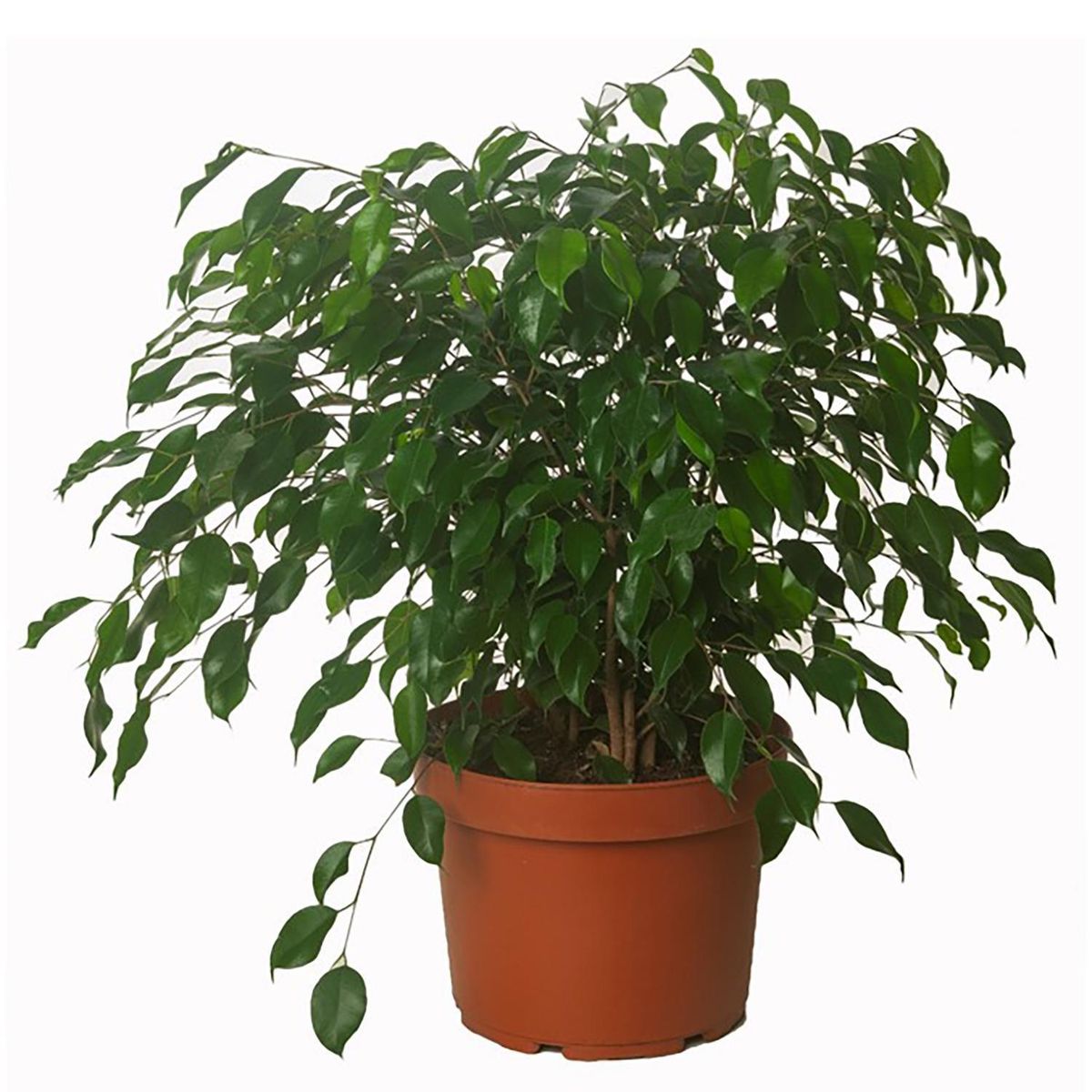 VIVEROS HIJUELAS - Ficus Benja Trio 40 cm Natural CT32