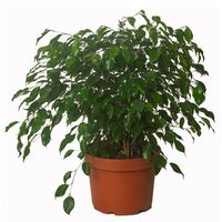 Ficus Benja Trio 40 cm Natural CT32