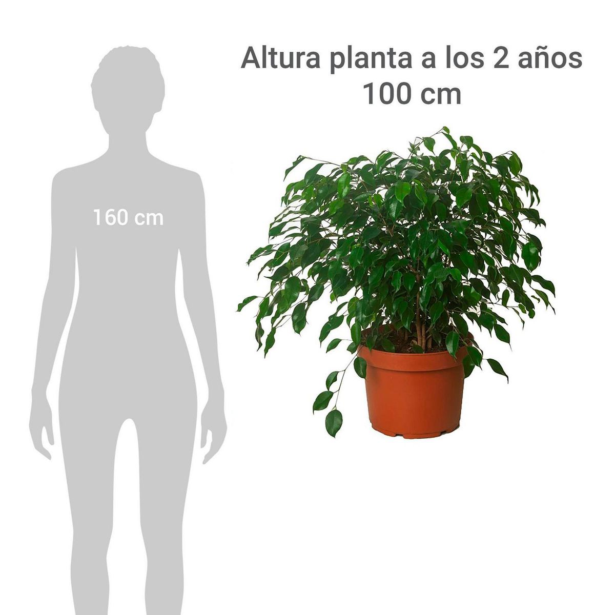 VIVEROS HIJUELAS - Ficus Benja Trio 40 cm Natural CT32