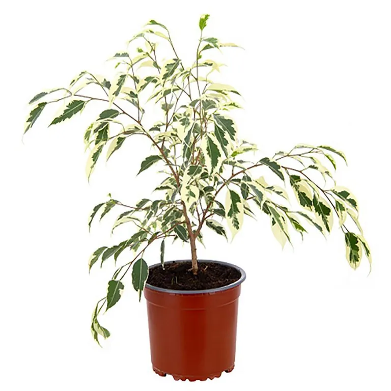 Ficus Benjam Varieg 30 cm Natural CT15