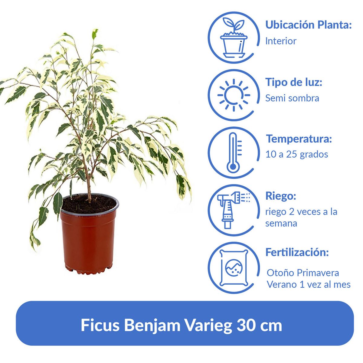 LAS BANDURRIAS - Ficus Benjam Varieg 30 cm Natural CT15