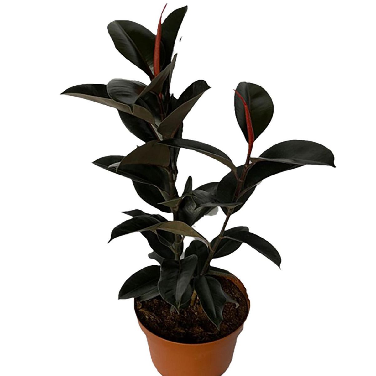 LAS BANDURRIAS - Gomero Ramificado 70 cm Natural CT29