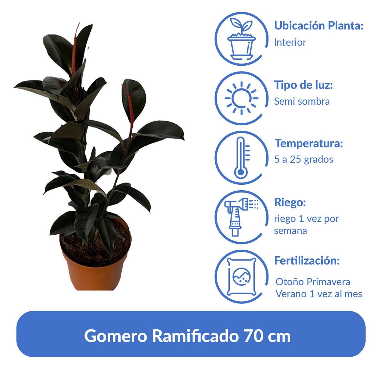 LAS BANDURRIAS - Gomero Ramificado 70 cm Natural CT29