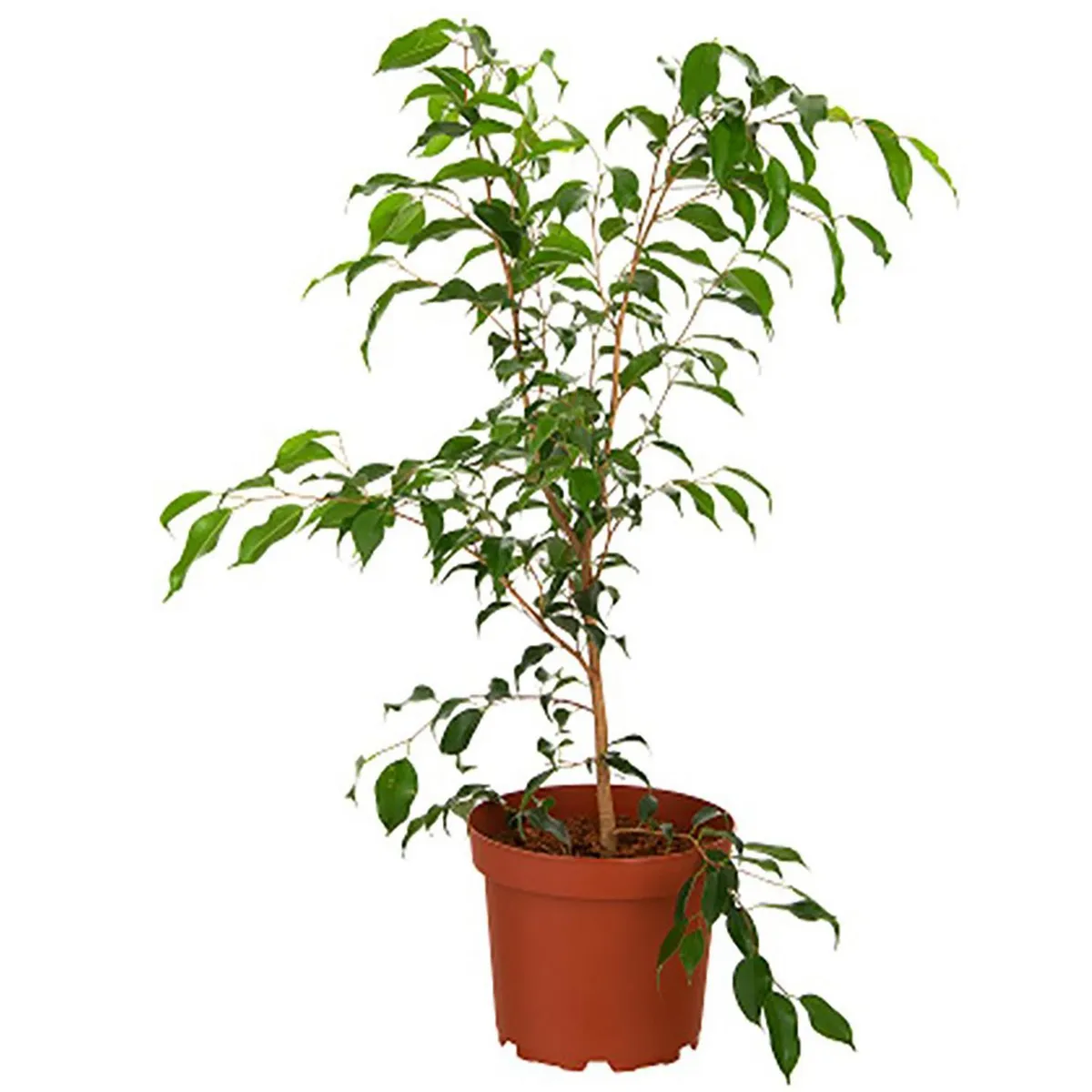 LAS BANDURRIAS - Ficus Benjamina 70 cm Natural CT26