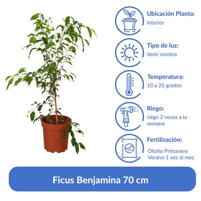 Imagen 2 del producto Ficus Benjamina 70 cm Natural CT26