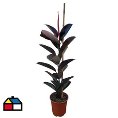 GENERICO - Planta Gomero Burgundy 70 cm Natural CT24