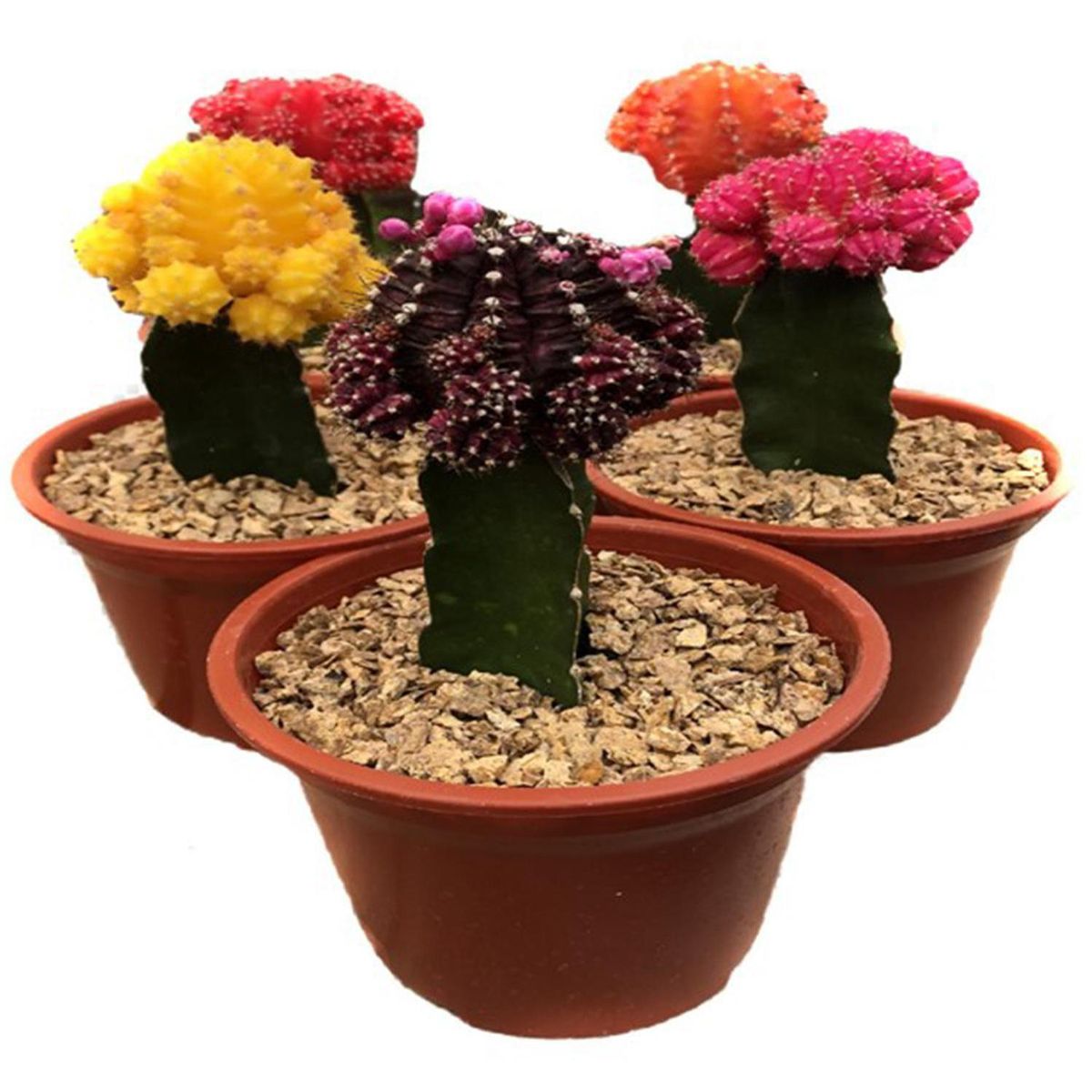 FEROXCACTUS - Cactus Injertado 20 cm Natural CT13