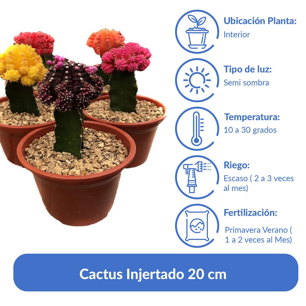 FEROXCACTUS - Cactus Injertado 20 cm Natural CT13
