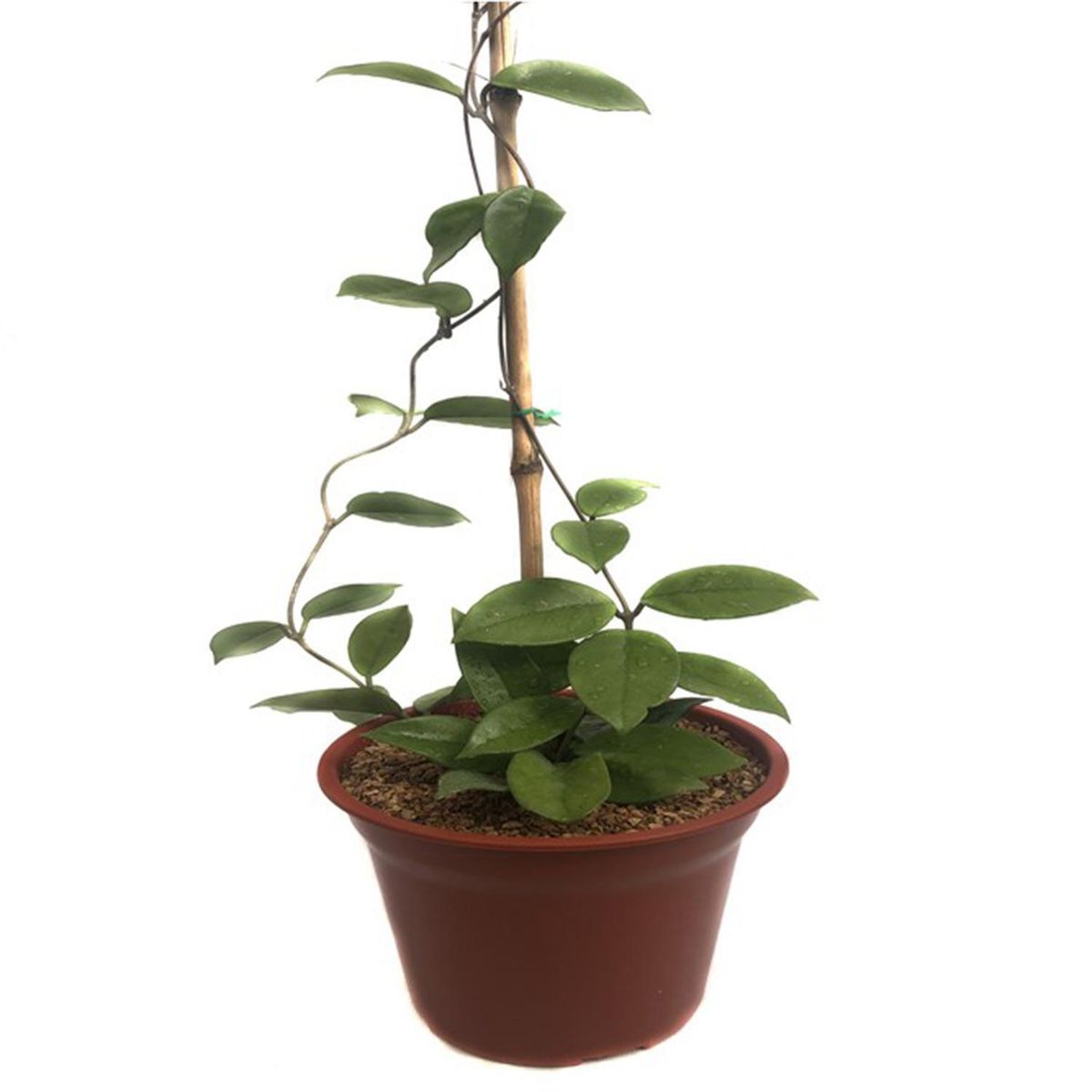 FEROXCACTUS - Hoya Carnosa 80 cm Natural CT21