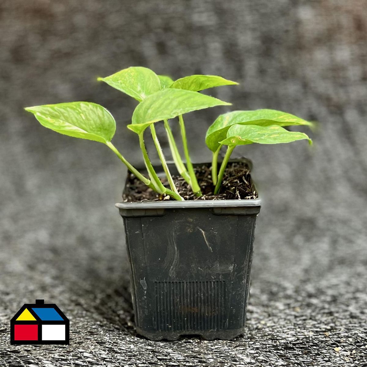 GENERICO - Scindapsus Aureus 15 cm Natural CT11