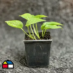 GENERICO - Scindapsus Aureus 15 cm Natural CT11