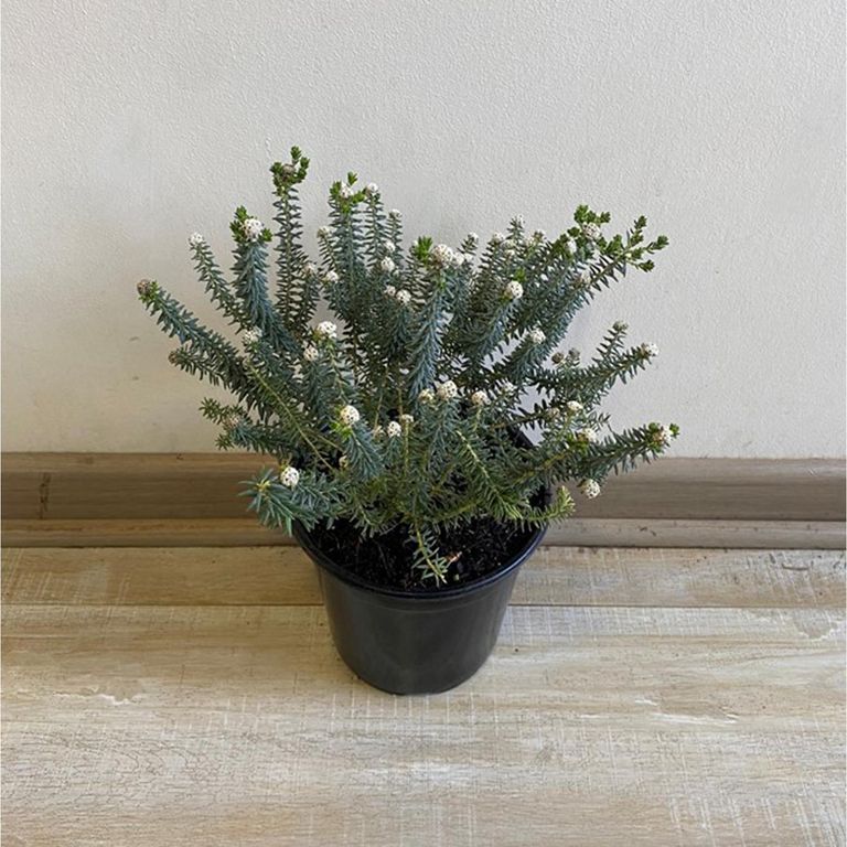 Planta Philica Natural 0.2 m