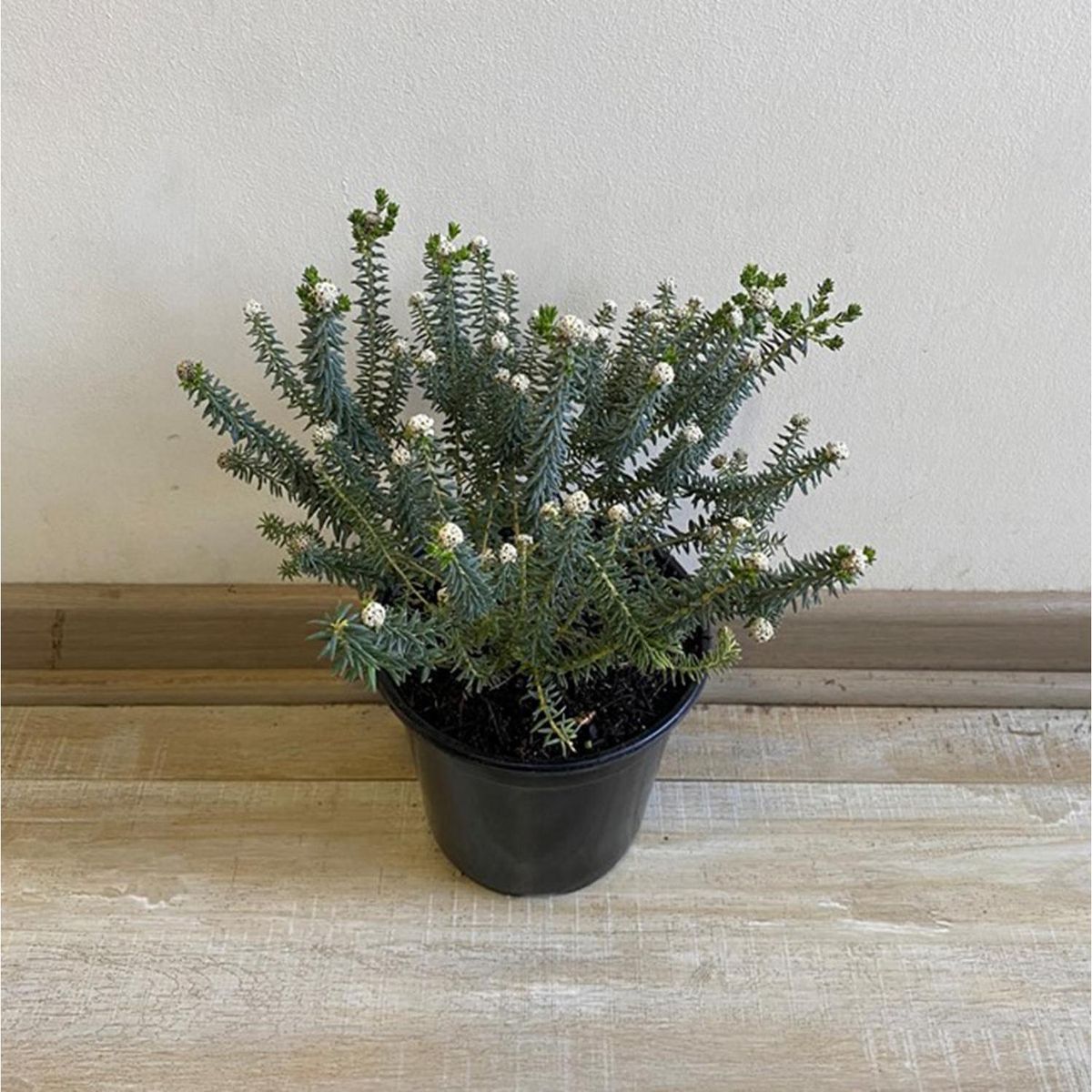 GENERICO - Planta Philica Natural 0.2 m