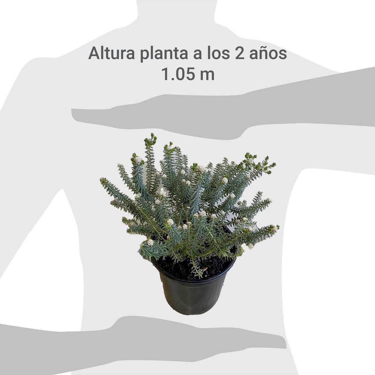 GENERICO - Planta Philica Natural 0.2 m