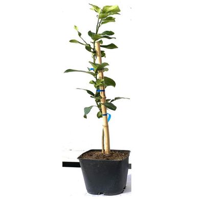 Limn Eureka 1 m Natural