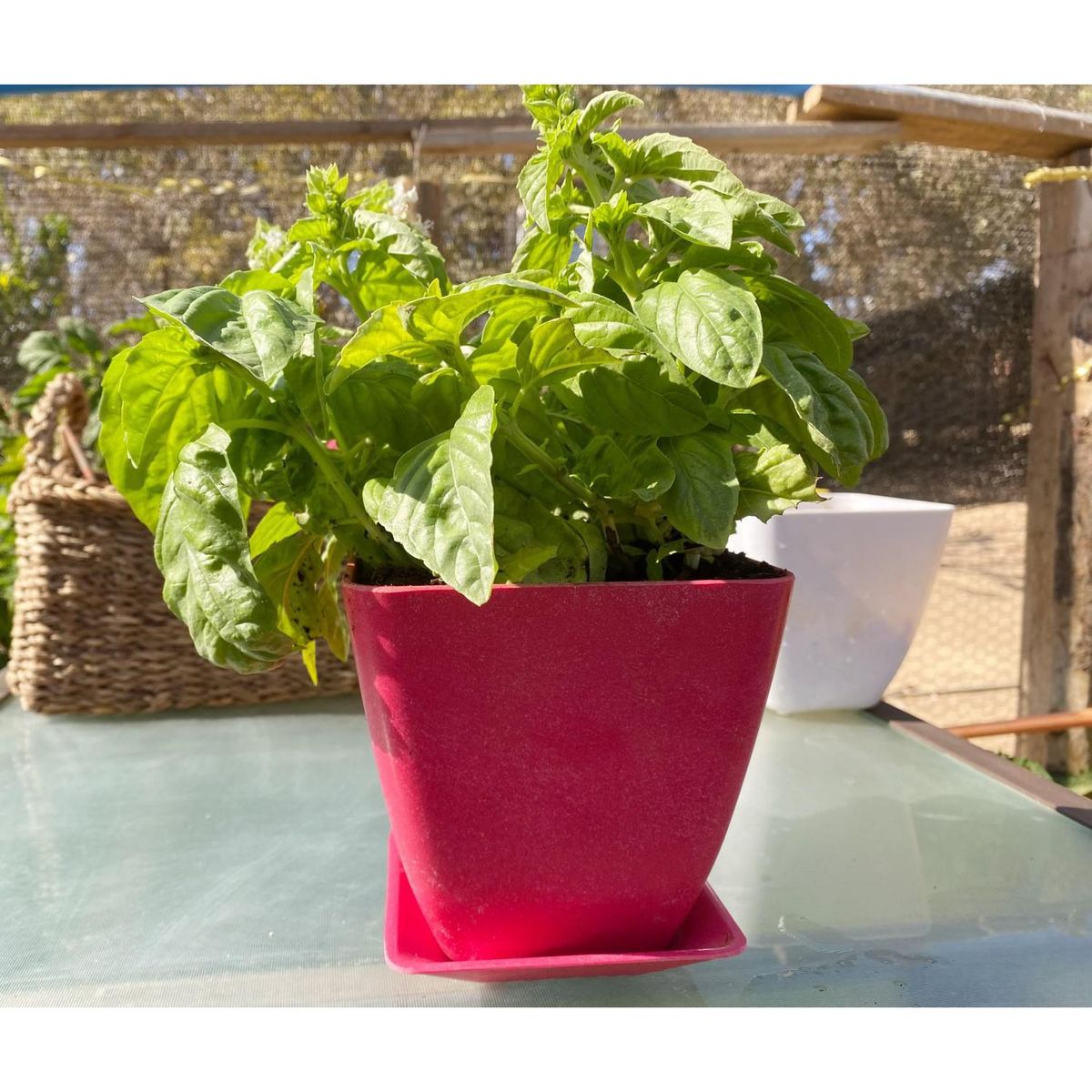 DECOGREEN - Set 2 Maceteros y Platos Biodegradable Cuadrados de Bambú 12.4x13.3 cm Coral