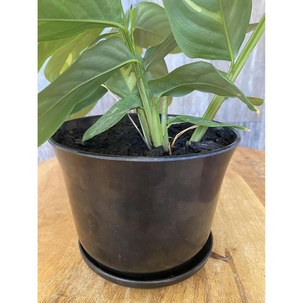 DECOGREEN - Set 6 maceteros biodegradable curvos 3 negro y 3 blanco